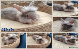 Mini Lop rabbits for sale: Lovely Mini plush lop babies  - Image 2