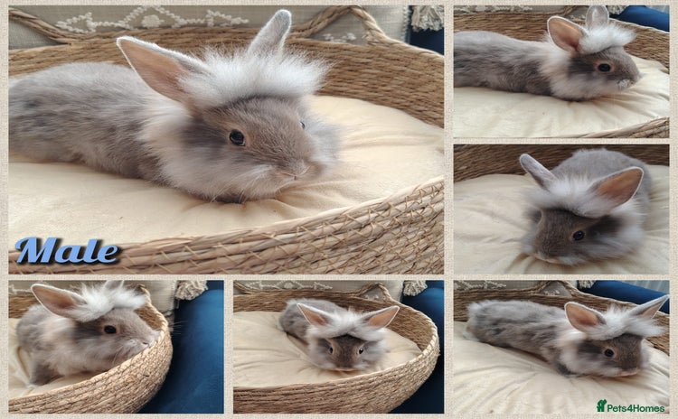 Mini Lop rabbits Last one , mini lop plush baby 9 weeks old  - Advert 19