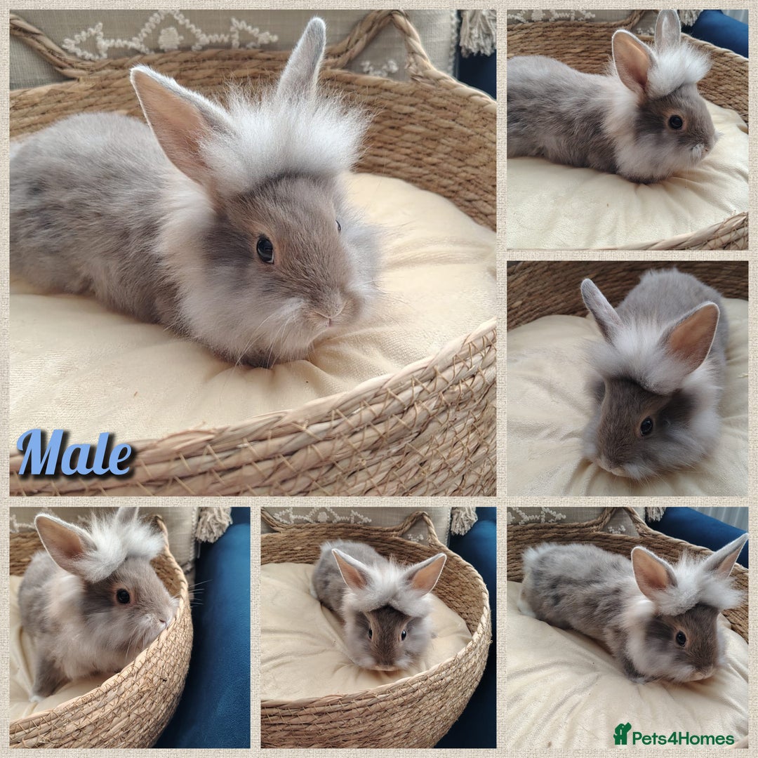 Mini Lop rabbits for sale: Lovely Mini plush lop babies  - Image 2