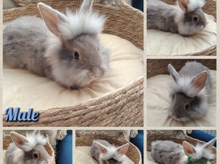 Mini Lop rabbits Last one , mini lop plush baby 9 weeks old - Advert 22