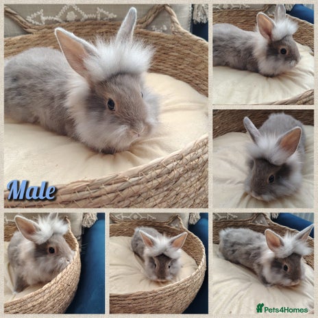 Mini Lop rabbits Last one , mini lop plush baby 9 weeks old - Advert 4