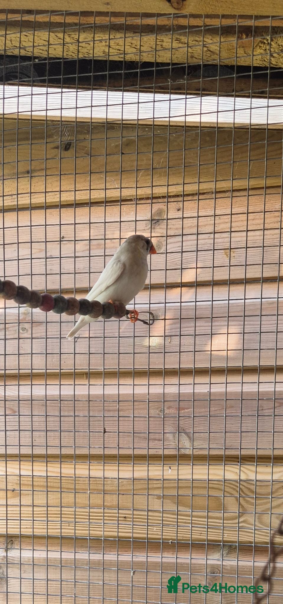 Finches birds Baby finches for sale - Advert 2