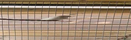 Finches birds for sale: Baby finches for sale - Advert 2