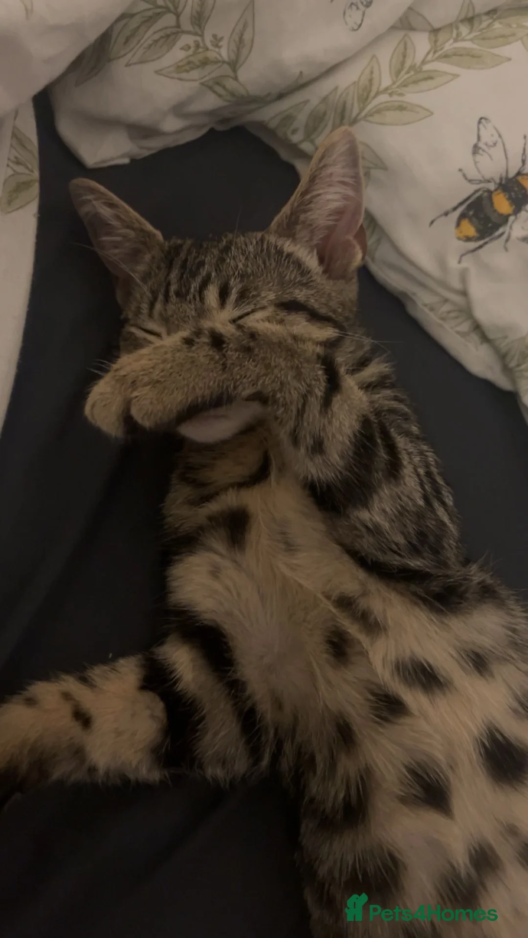 Domestic Shorthair cats for sale: Domestic Shorthair Tabby Cat in Luton - Advert 2
