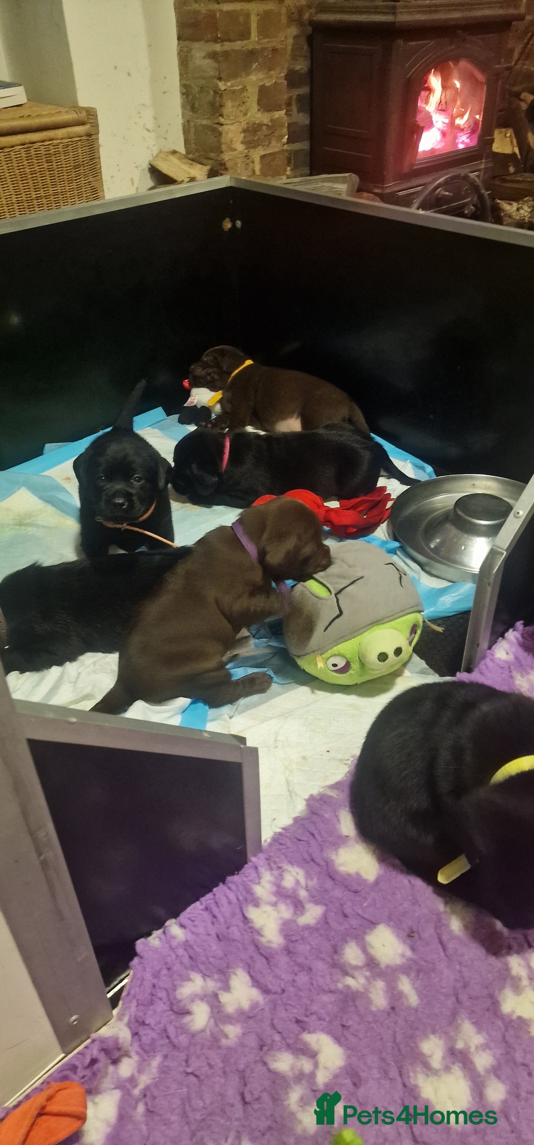 Labrador Retriever dogs for sale: Kennel Club Reg Health Tested Puppies 2 Bitches - Advert 4