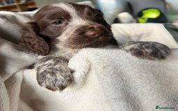 Sprocker dogs for sale: unbelievably marked sprockers 😍 - Image 28