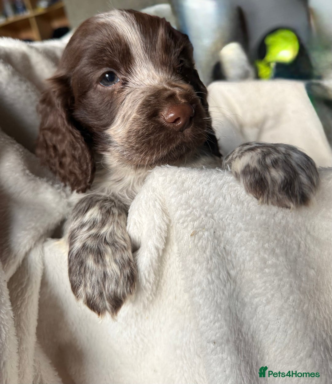 Sprocker dogs for sale: unbelievably marked sprockers 😍 - Image 28