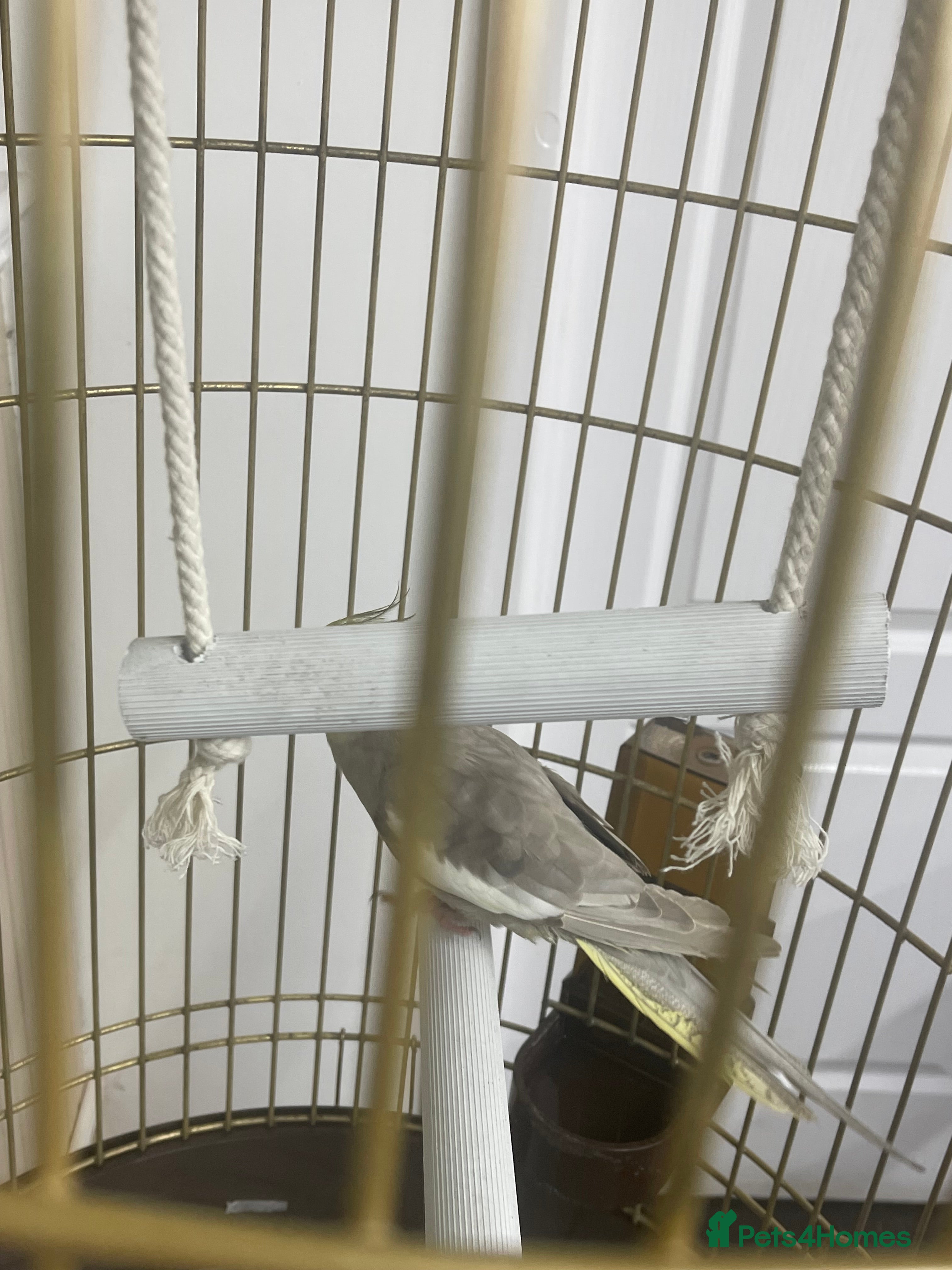 Cockatiels birds Cockatiel  - Advert 2