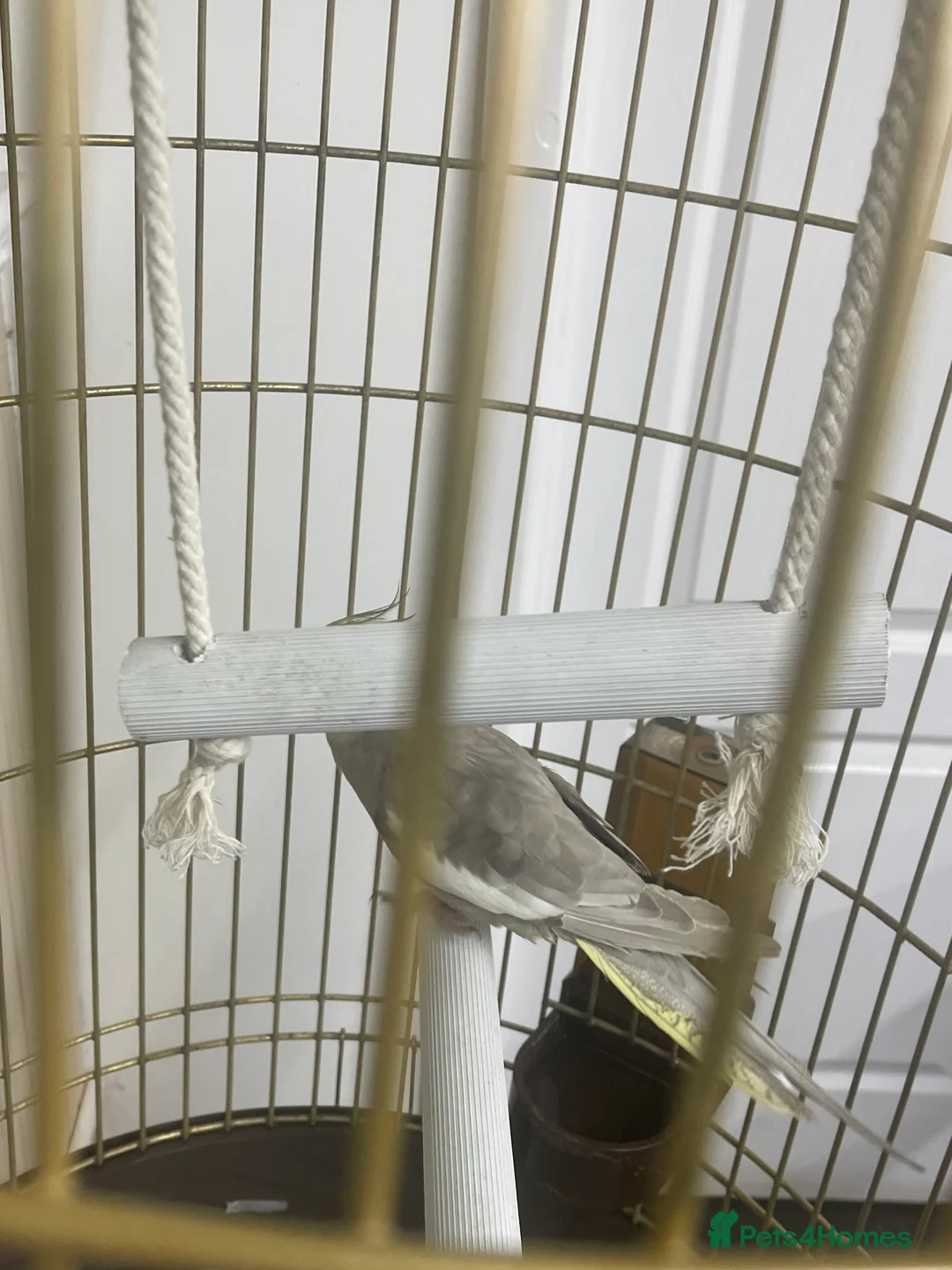 Cockatiels birds for sale: Cockatiel  - Advert 1