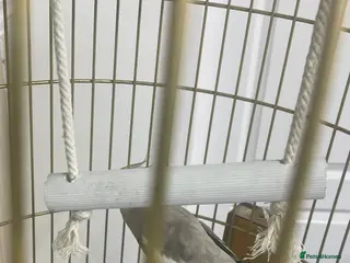 Cockatiels birds Cockatiel - Advert 1