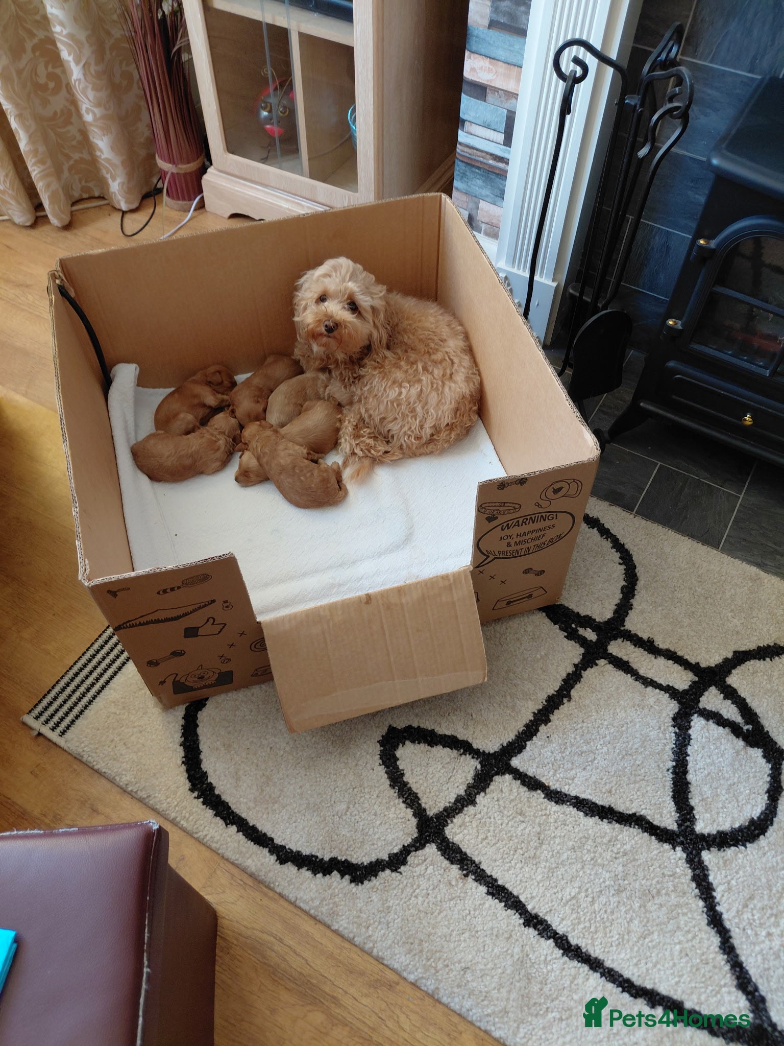 Schnoodle dogs Beautiful F1B Miniature Schnoodle Puppies  - Advert 2