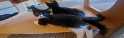 Mixed Breed cats for sale: 5 beautiful tuxedo cats looking for a home ❤  - Advert 4