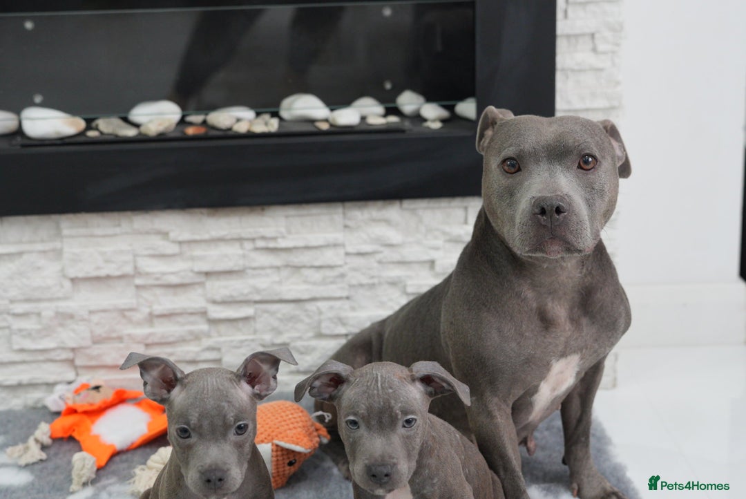 Staffordshire Bull Terrier dogs for sale:  Staffy Puppies 🐶  - Image 12