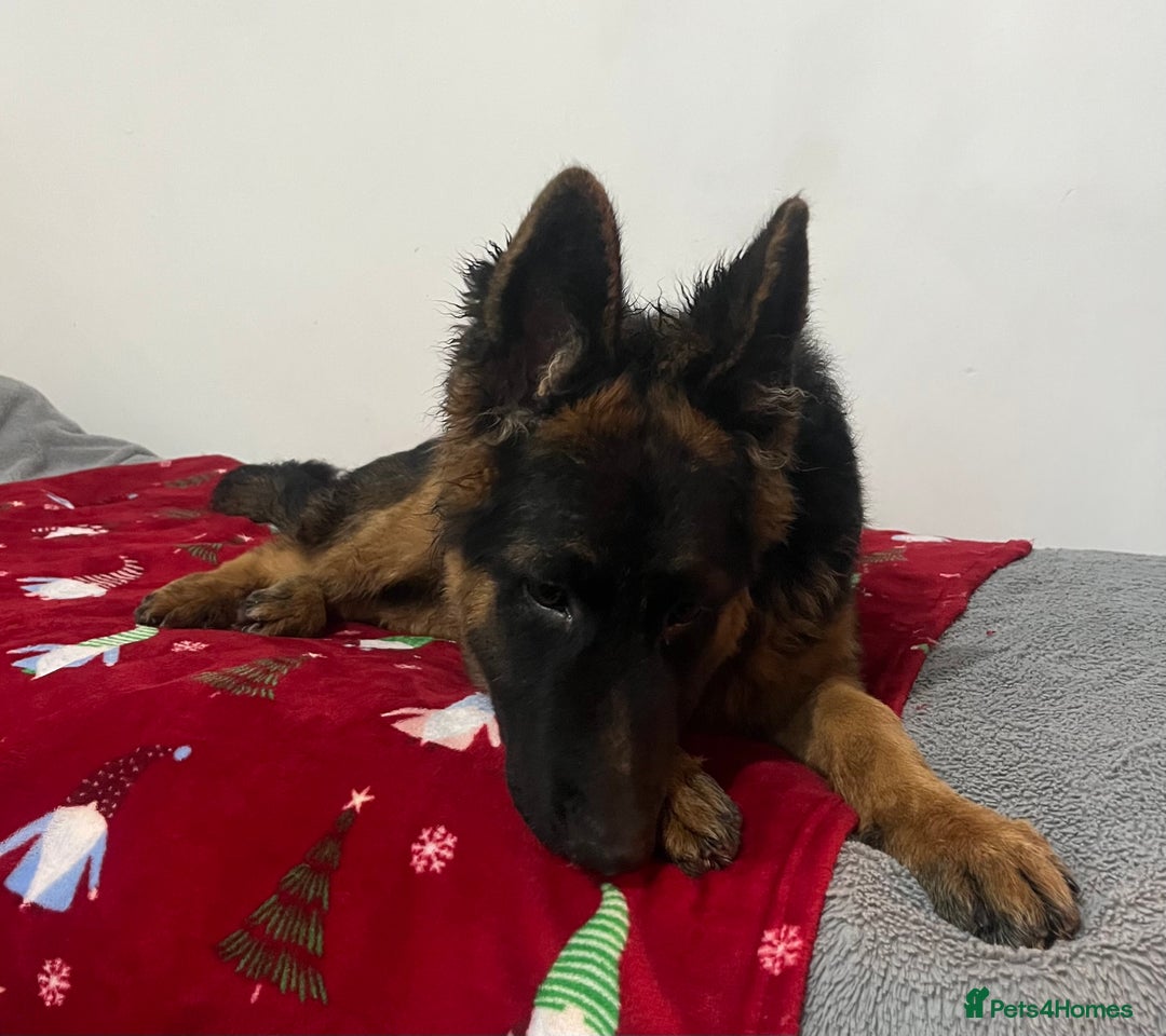German Shepherd dogs for sale: Top Quality GSD puppies available  - Advert 5