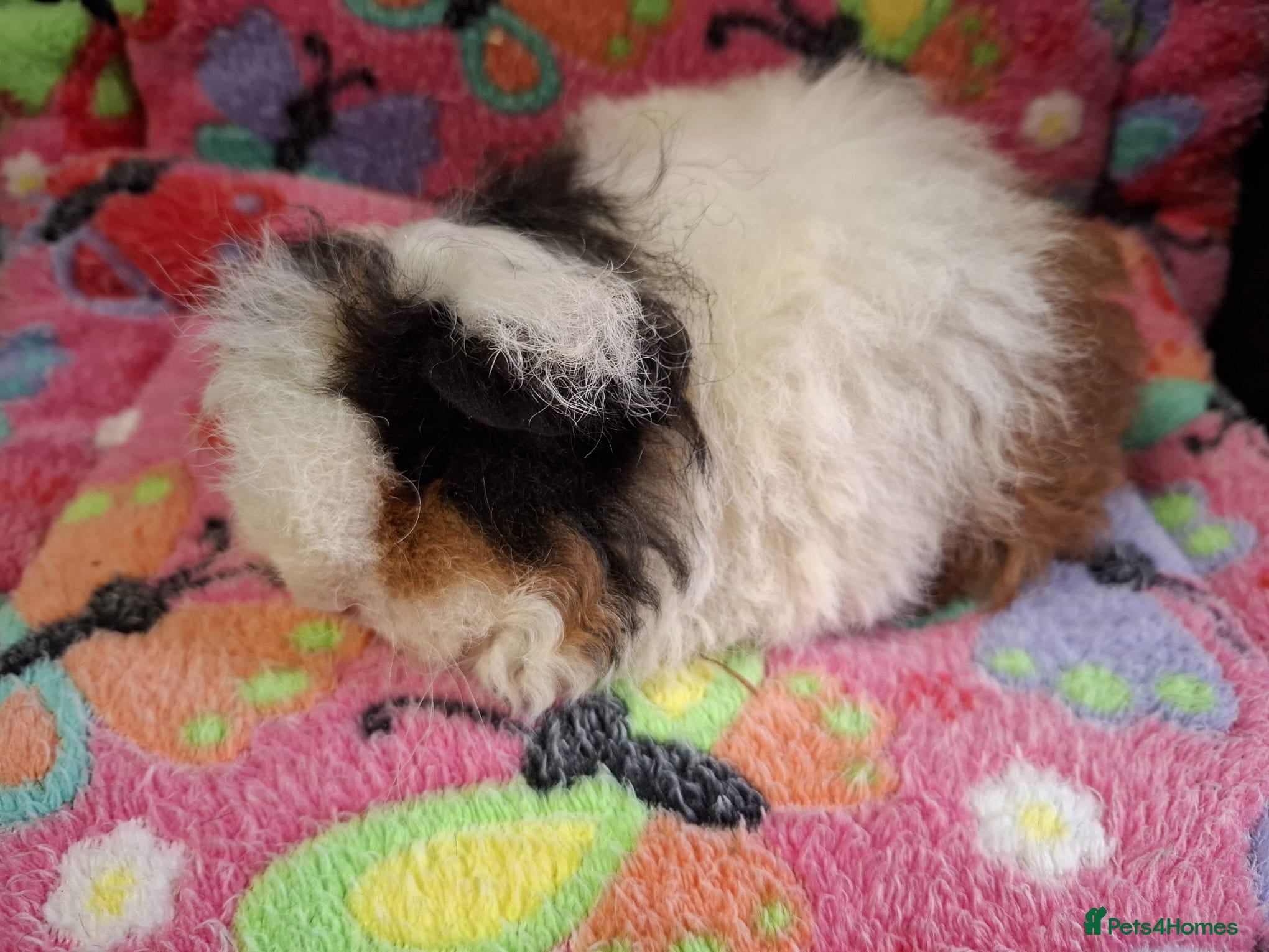 Guinea Pig rodents Young Adult Retired Texel Sow /Baby Texel Sow  - Advert 10