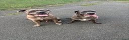 Cane Corso dogs for stud: 65 kilo Merle cane corso  - Advert 8