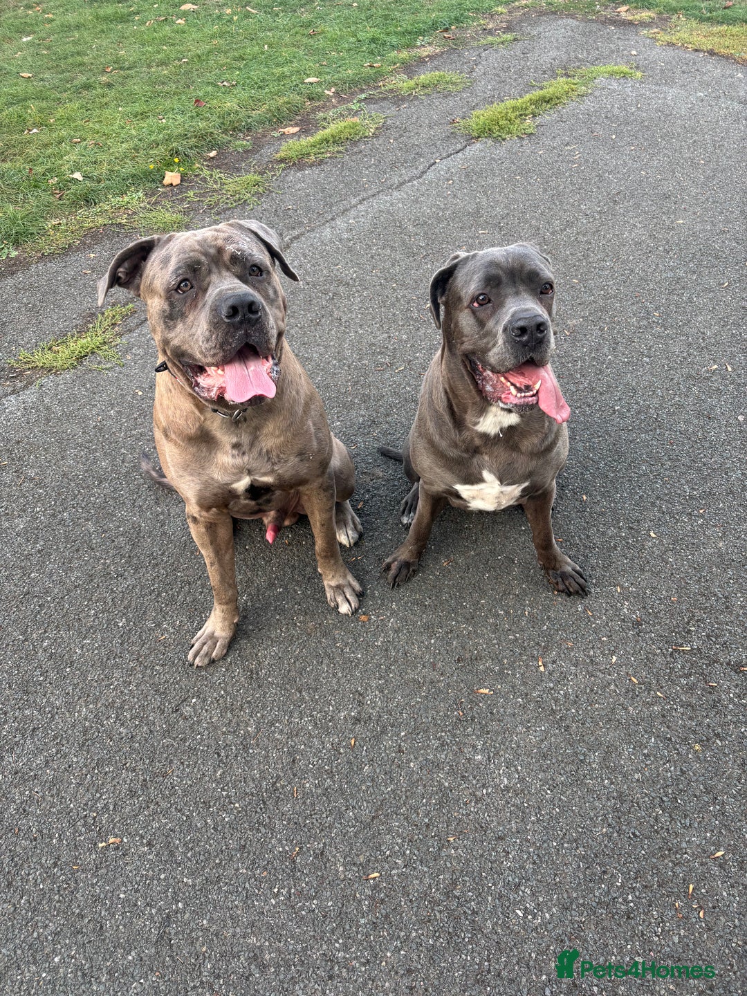 Cane Corso dogs for stud: 65 kilo Merle cane corso  - Advert 8