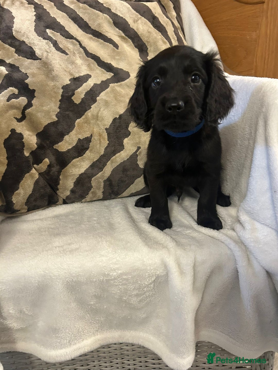 Cockapoo dogs for sale: F1 Cockapoos ready🩷 - Image 11