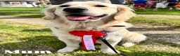 Golden Retriever dogs for sale: KC Golden Retriever Puppies, Health Tested - Advert 7