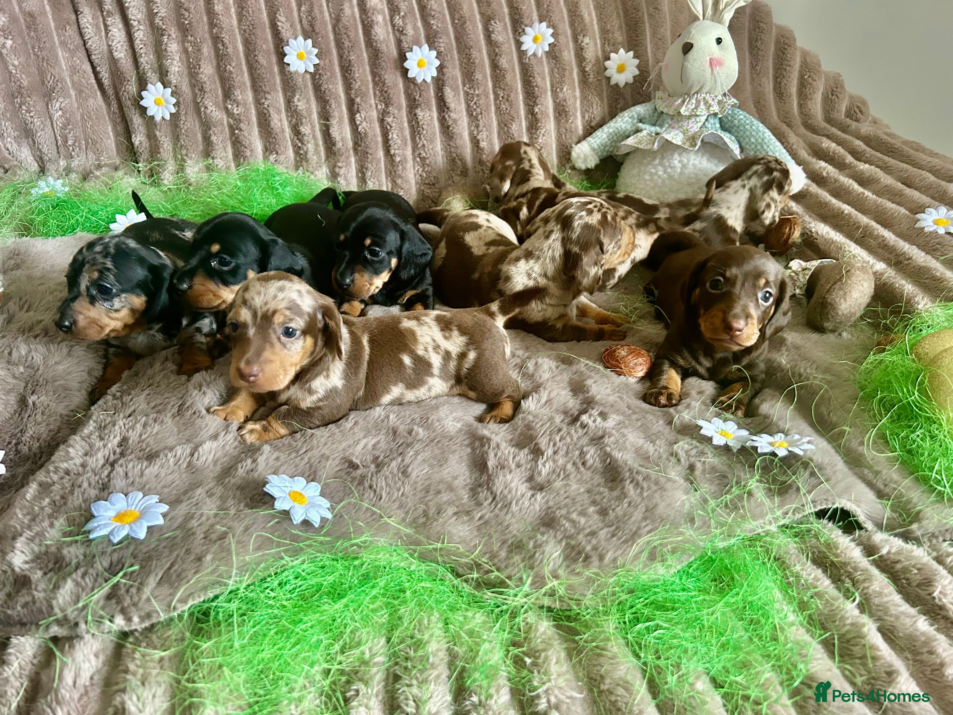Dachshund dogs Dachshund Puppies   - Advert 4