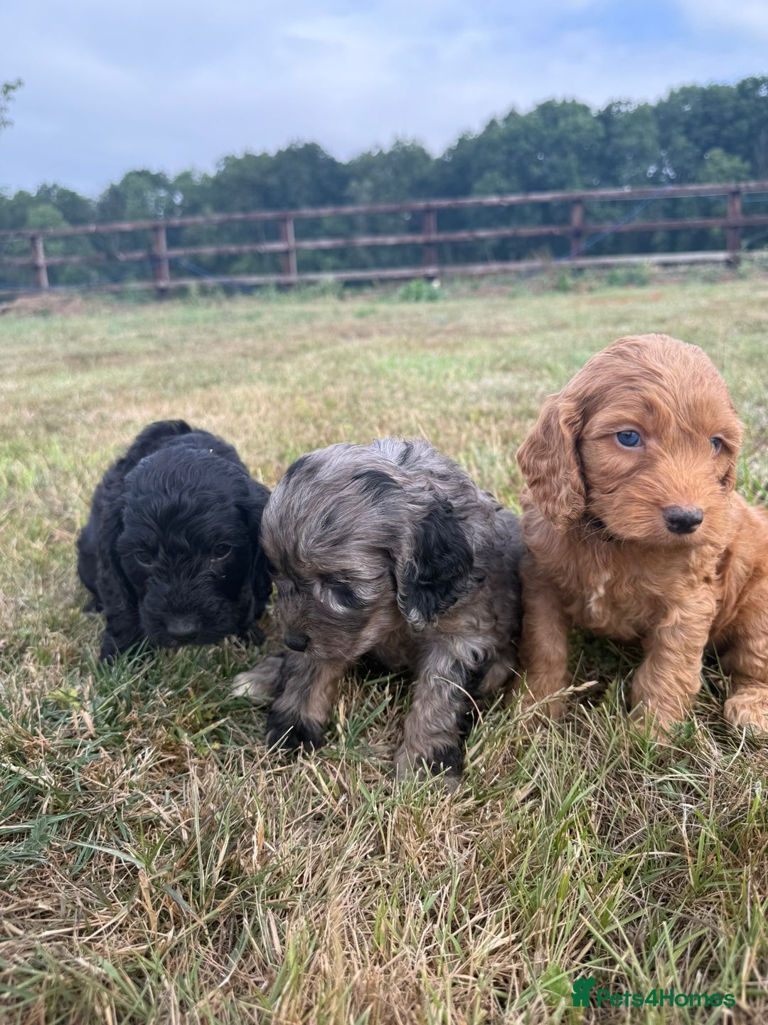 Cockapoo dogs for sale: Ready to leave Beautiful merle & gold  Cockapoos  - Image 27