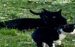 Mixed Breed cats for sale: Adorable kitty For black cat lovers  - Image 8