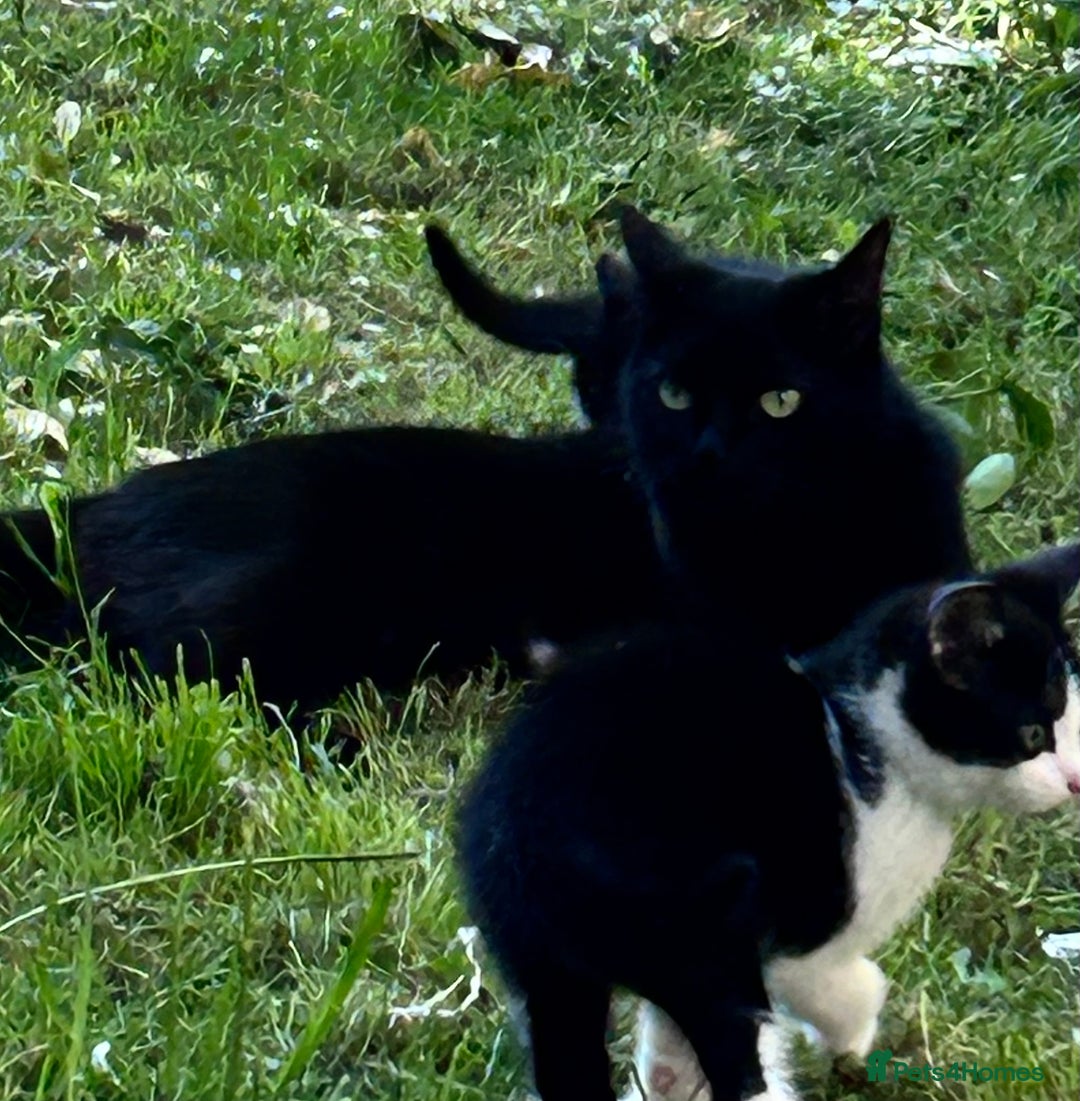 Mixed Breed cats for sale: Adorable kitty For black cat lovers  - Image 8