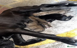 Cane Corso dogs for sale: cane corso puppy’s! - Image 2