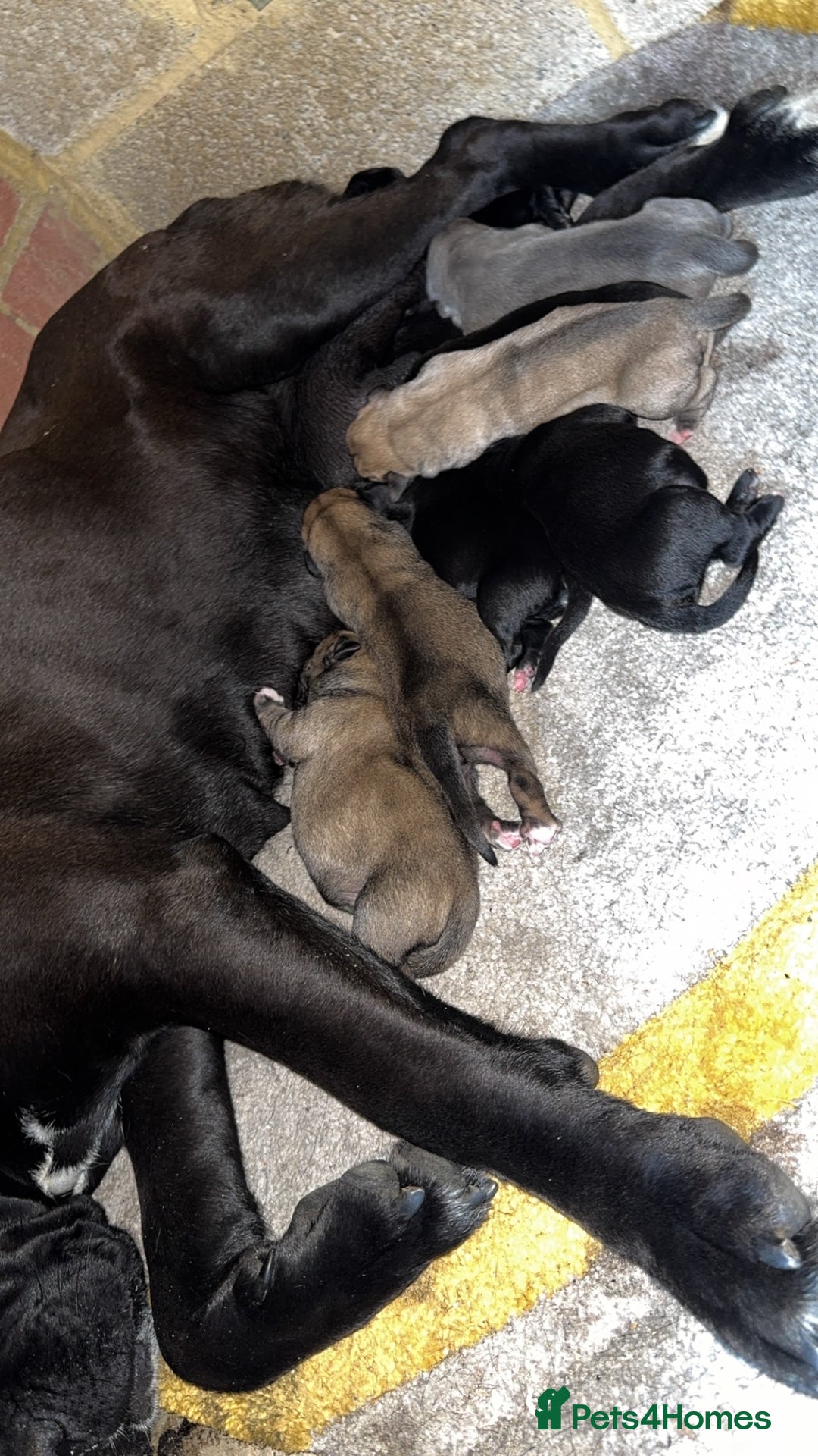 Cane Corso dogs for sale: cane corso puppy’s! - Image 2