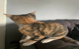 British Shorthair cats for sale: Female kittens for sale! - Image 3