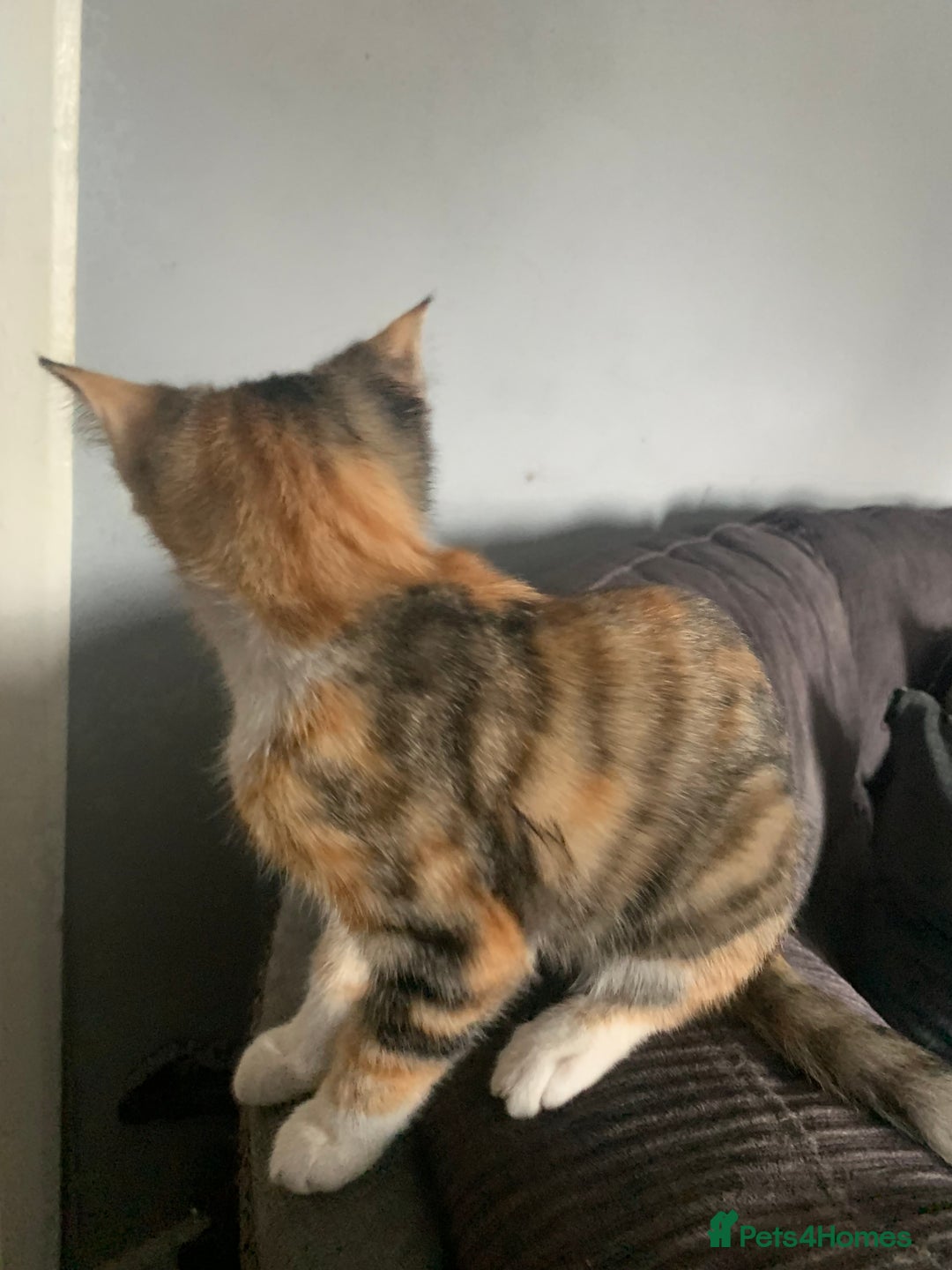 British Shorthair cats for sale: Female kittens for sale! - Image 3