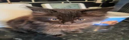 Ragdoll cats for sale: Ragdoll cross kittens long haired stunning litter  in Nottingham - Advert 2
