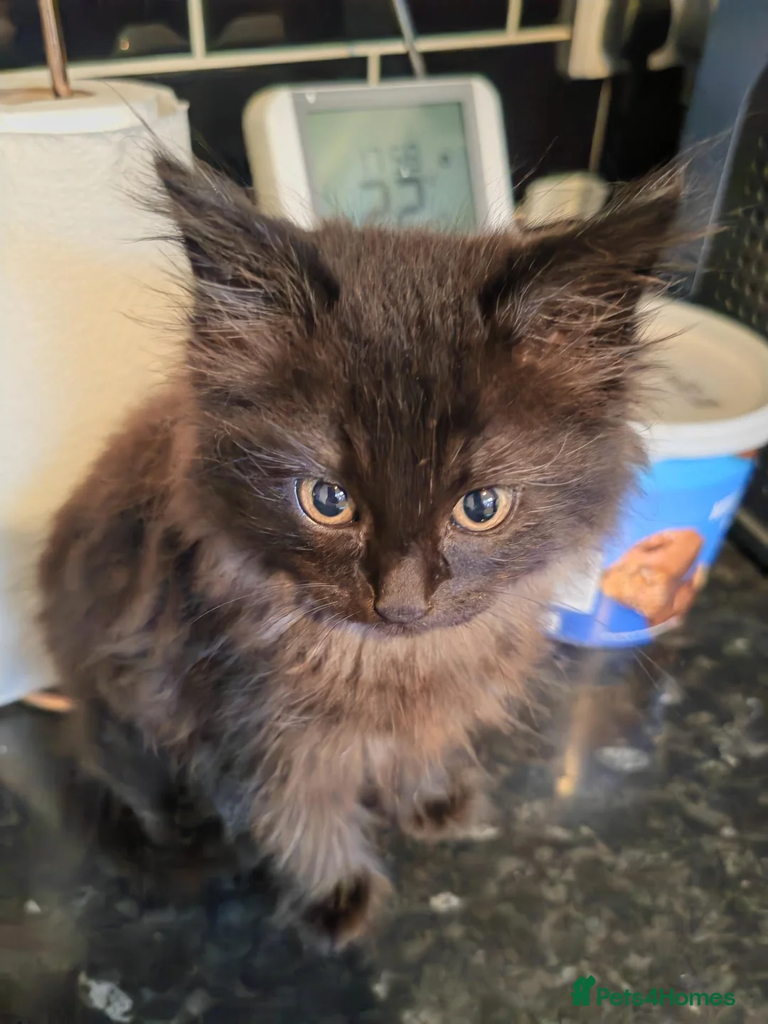 Ragdoll cats for sale: Ragdoll cross kittens long haired stunning litter  in Nottingham - Advert 2