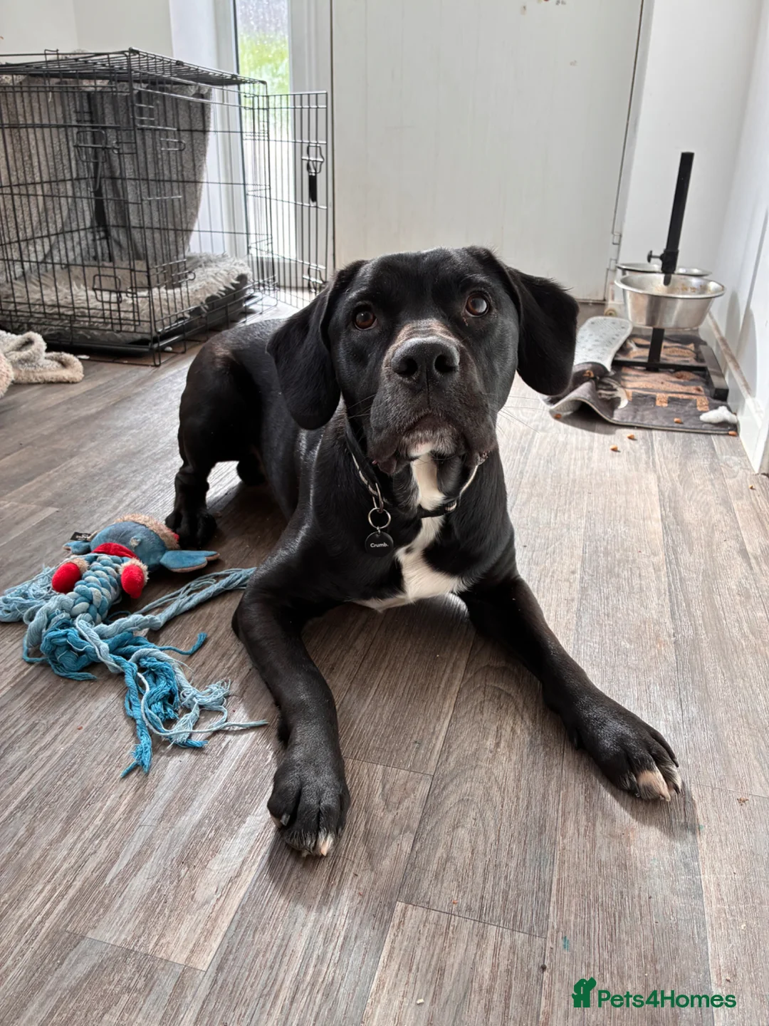 Mixed Breed dogs for sale: Axel cane corso cross  - Advert 2