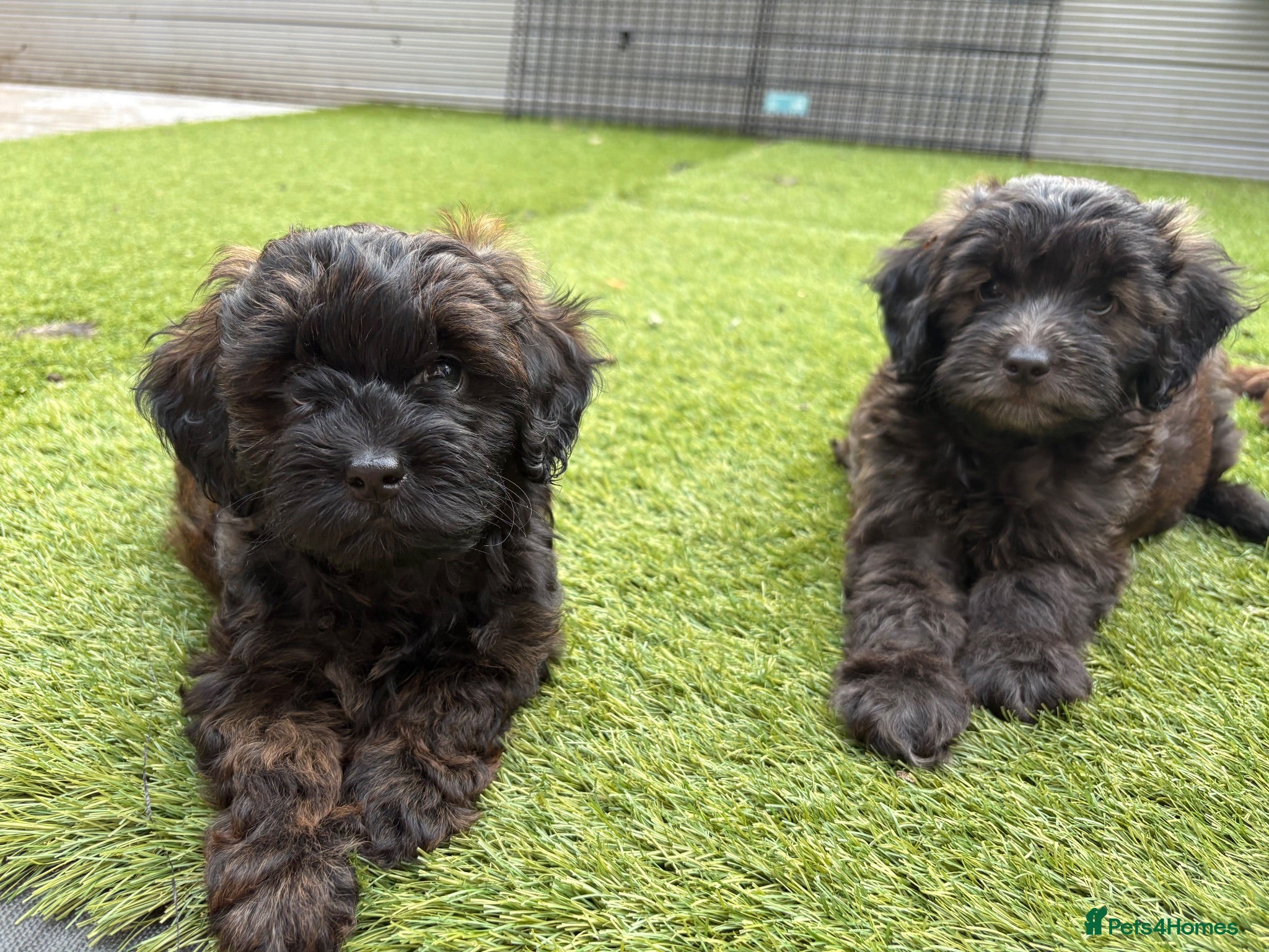 Shihpoo dogs READY NOW! 🧸🤎 Adorable F1B Shihpoo puppies  - Advert 10