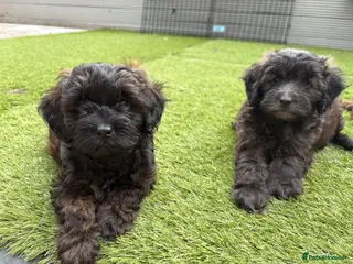 Shihpoo dogs READY NOW! 🧸🤎 Adorable F1B Shihpoo puppies - Advert 10
