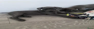 Great Dane 5