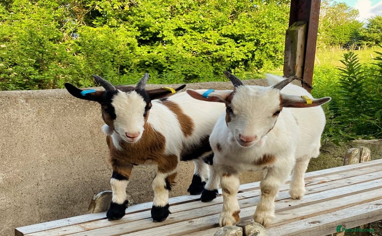 Goats livestock - Advert 1