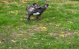 French Bulldog dogs for sale: Mario is looking for a new home  - Image 6