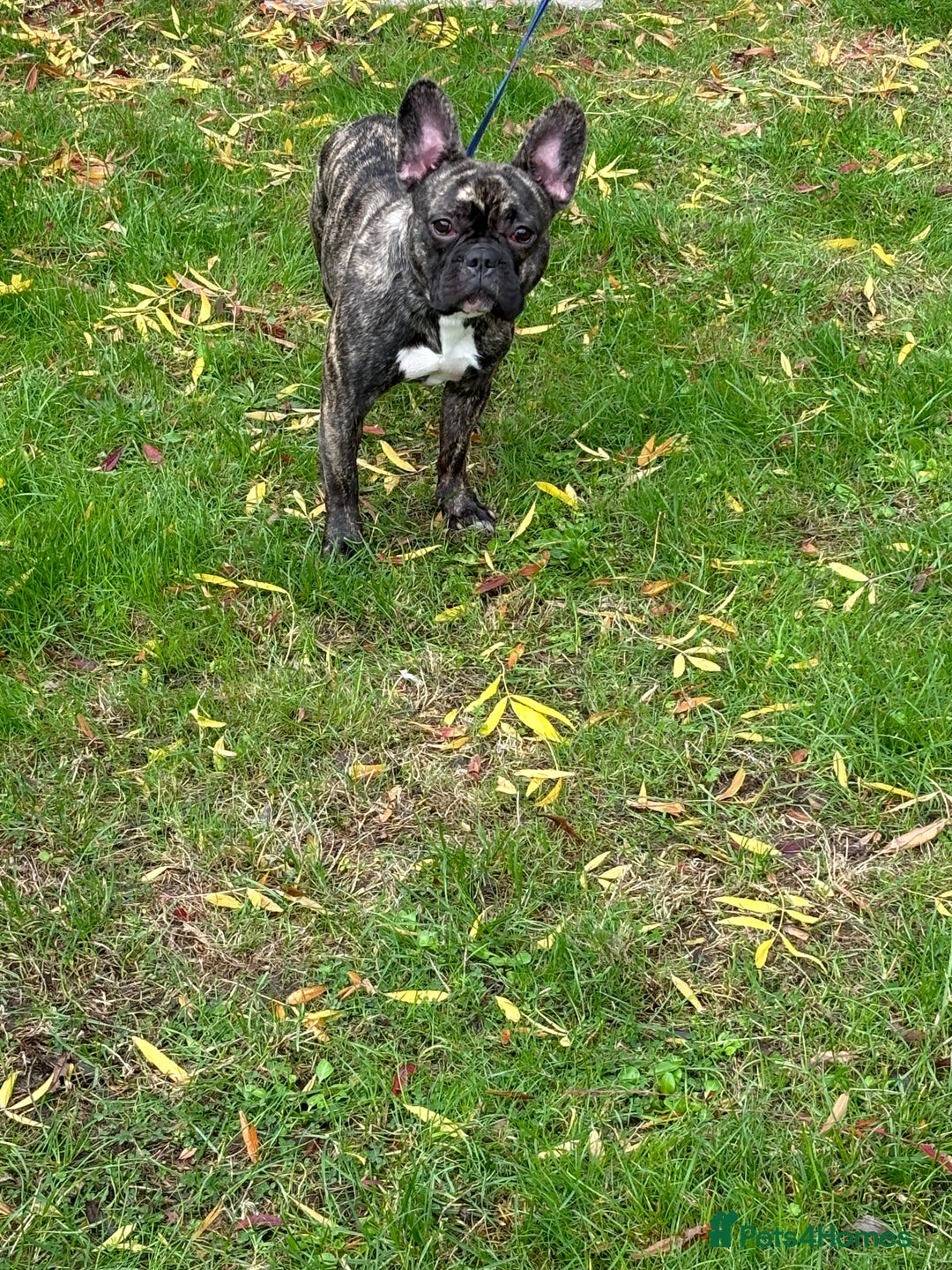 French Bulldog dogs for sale: Mario is looking for a new home  - Image 6