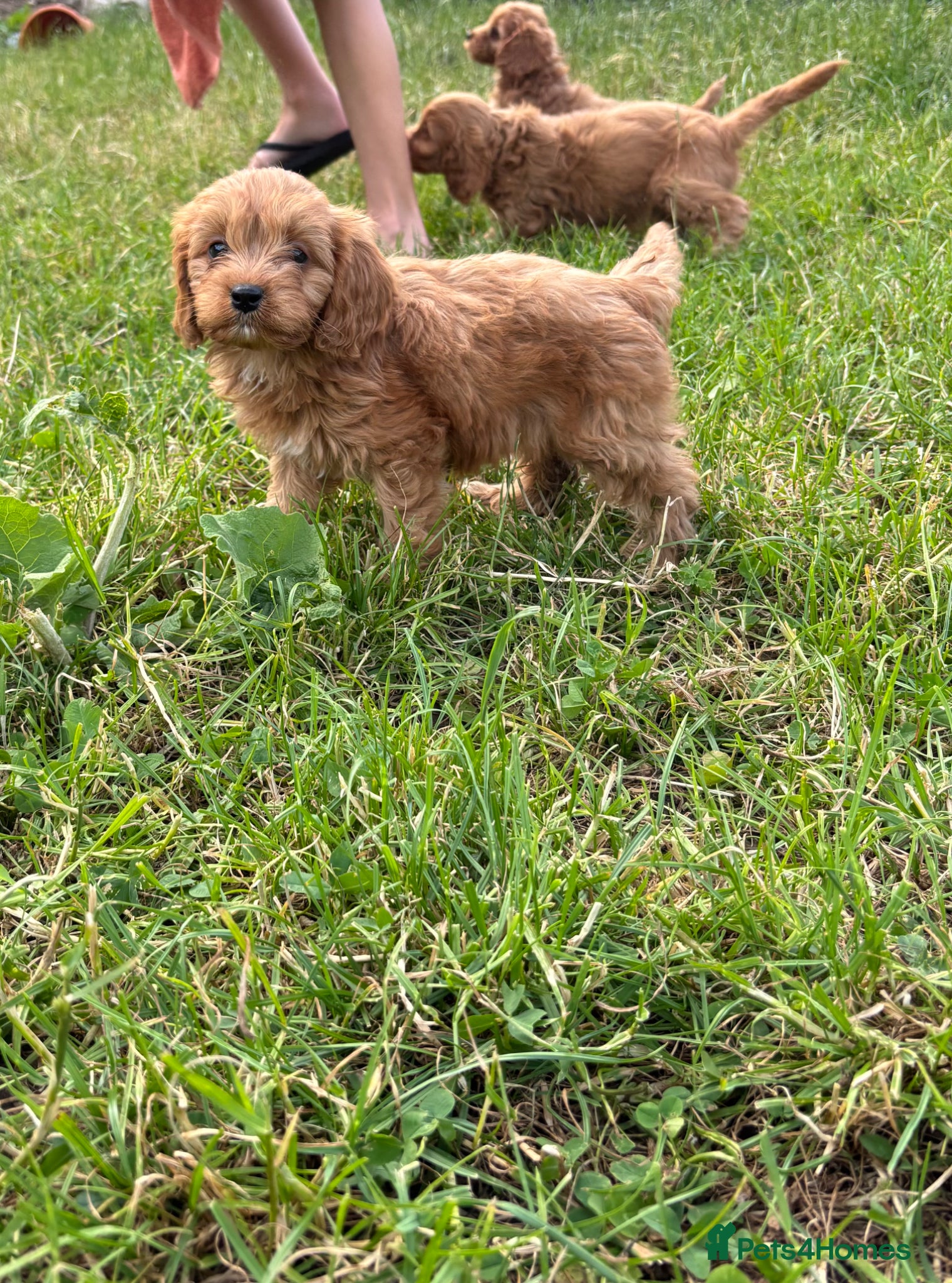 Cavapoo dogs for sale: Beautiful red girls and boys available  in Sittingbourne - Advert 11