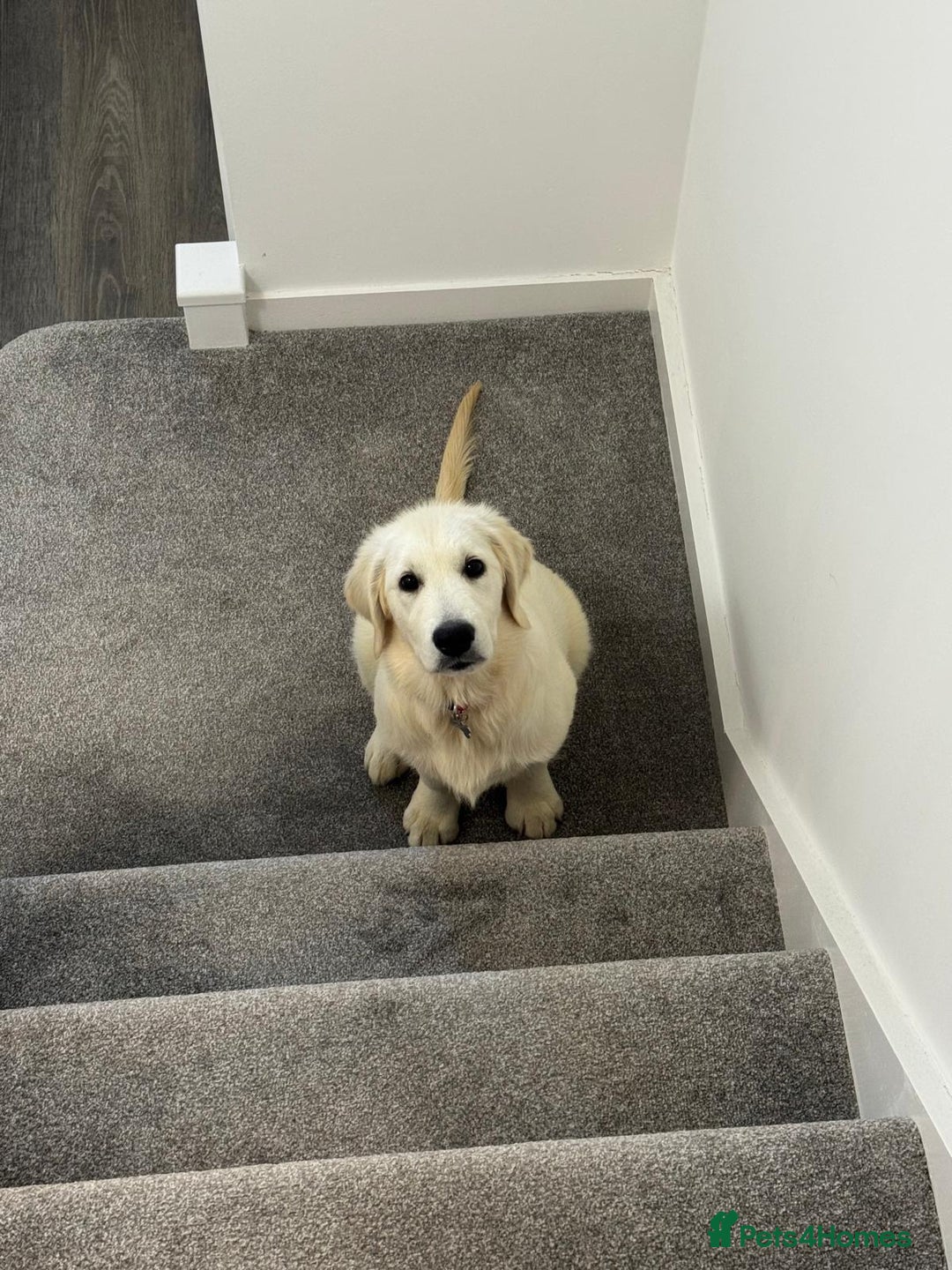 Golden Retriever dogs for sale: English Cream Golden Retriever - Advert 1