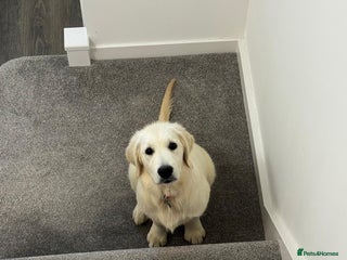 Golden Retriever dogs English Cream Golden Retriever - Advert 1