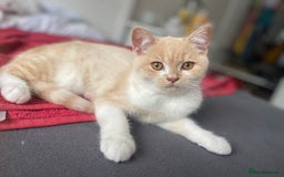 British Shorthair cats for sale: British shorthair kitten's,Blackburn  in Blackburn - Image 5