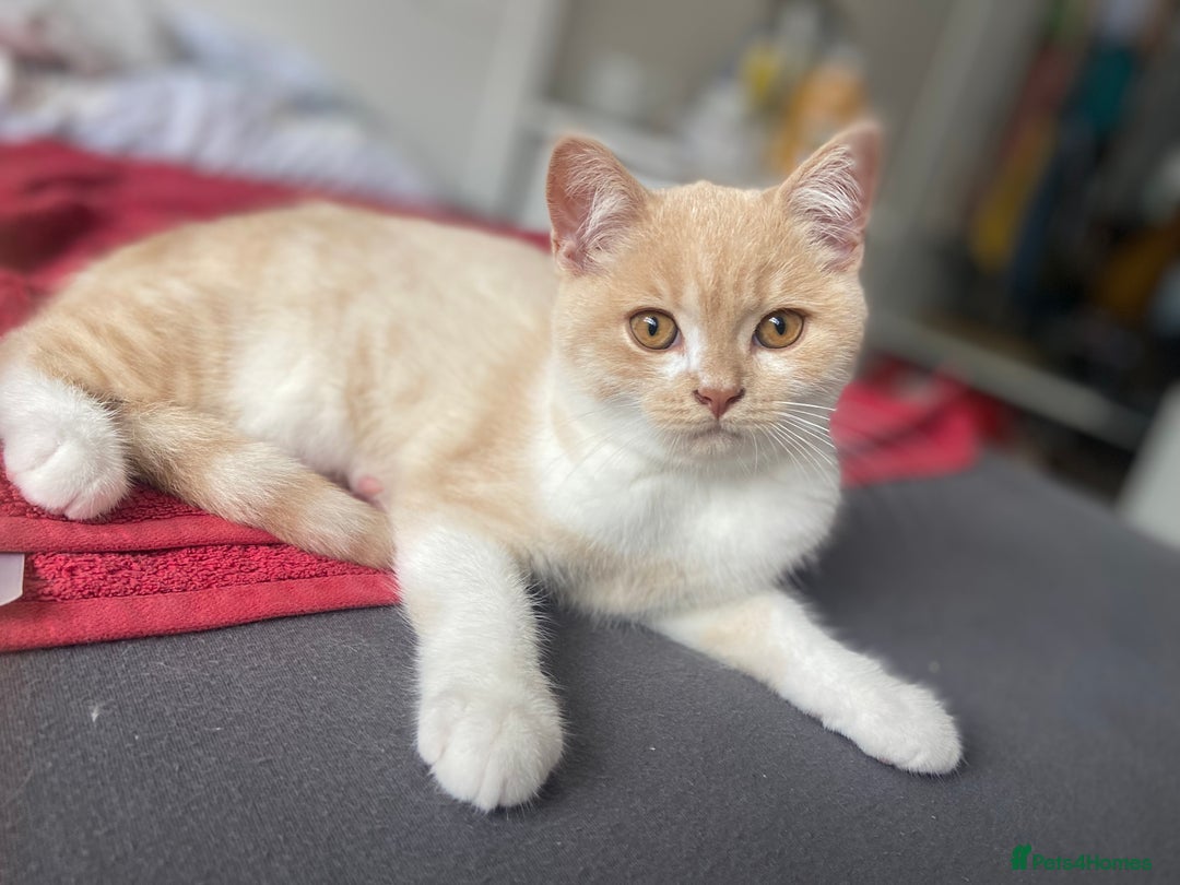 British Shorthair cats for sale: British shorthair kitten's,Blackburn  in Blackburn - Image 5