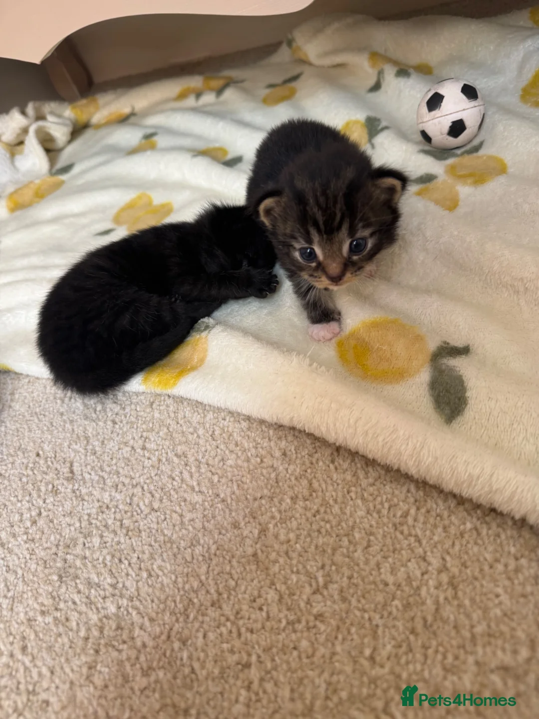 Mixed Breed cats for sale: 2 female 1 male kitten  in Exeter - Advert 11