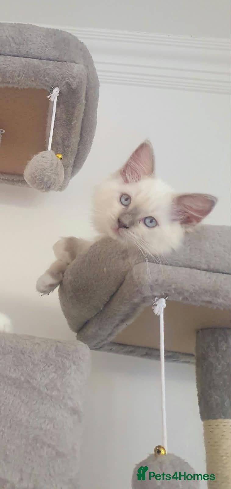 Ragdoll cats Last Lilac Mitted Kitten Male - Advert 5