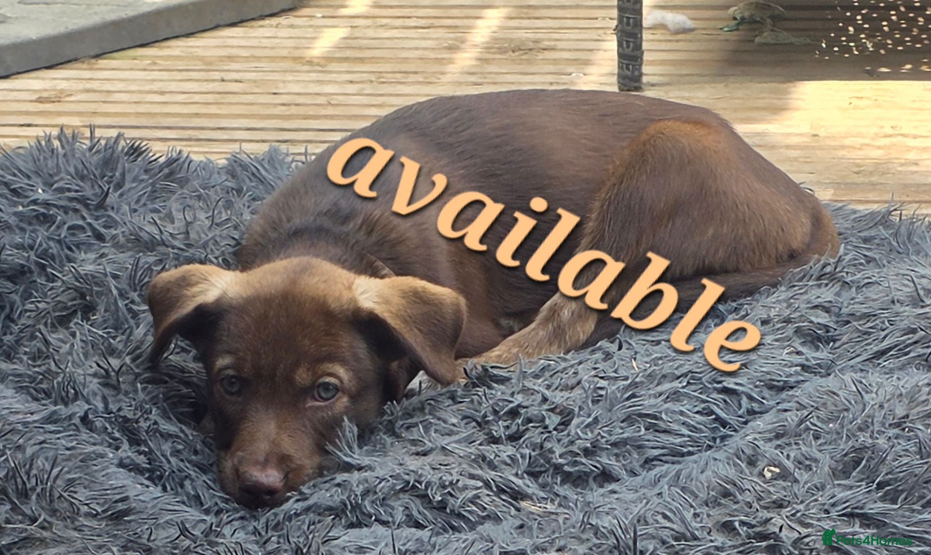 Mixed Breed dogs URGENT Husky cross staffy puppies for sale. - Advert 2
