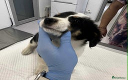 Mixed Breed dogs for adoption: 🥦Broccoli🥦 for adoption, coming into BUCKS - Image 4