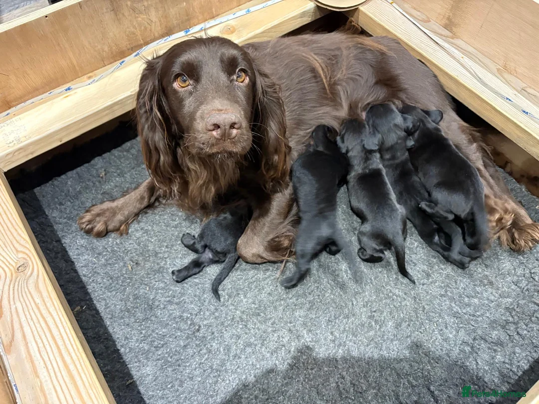Cockerdor dogs for sale: 6 week old cockerdor puppies  - Advert 1